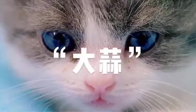 中国第一个成功克隆猫的诞生