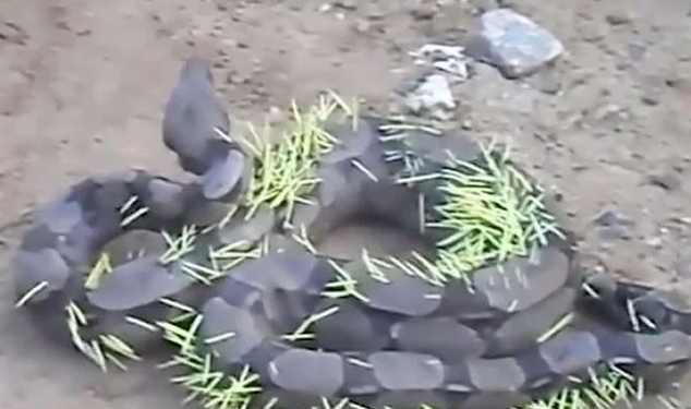 近日，一只贪吃蟒蛇潜入农户家一口气吞掉大鹅，不料准备逃跑时尴尬一幕发生。