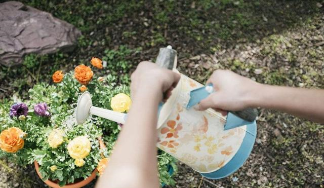 过期牛奶怎么处理稀释后用来浇花,养出的花更亮丽!