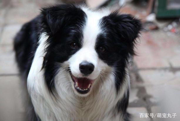 边牧智商高,为何饲养的人特别少先习惯这5点再