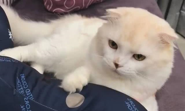 主人回家找不到胖猫,抬头一看笑喷了性感小肚腩快掉下来了!