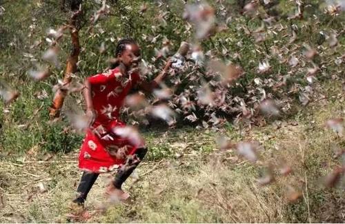 蝗灾影响人口_非洲蝗灾图片