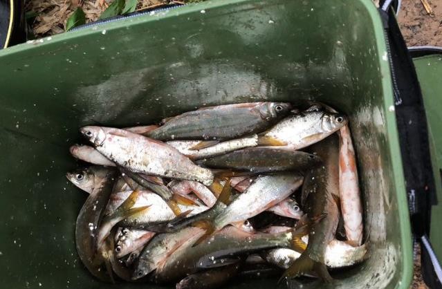 钓鱼好时节!江里红尾巴鱼泛滥,一天钓了几十斤