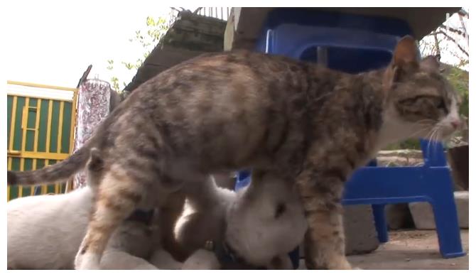 小奶狗"拦截"猫孩子,偷它的奶喝,猫:自己黄金还饿着妈妈蟒吞小狗有人故意拿活泰迪喂蛇图片