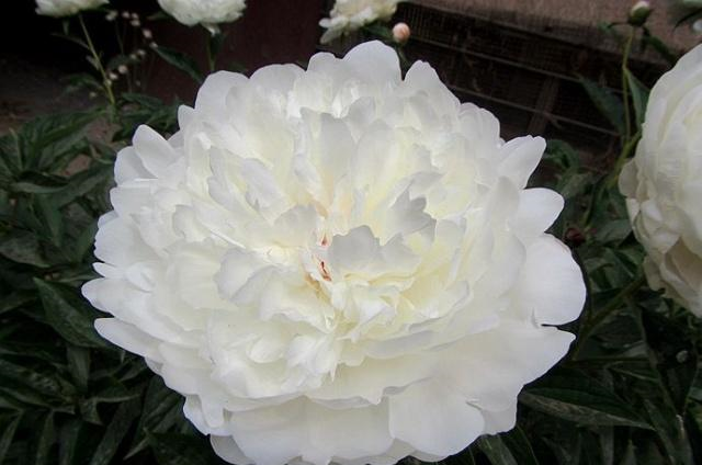 《伤寒论》中的芍药是白芍还是赤芍