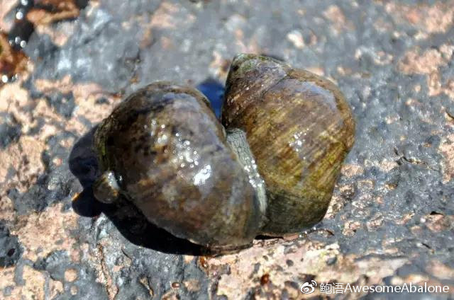 鲍鱼的“两性奥秘” 鲍鱼的“两性奥秘”