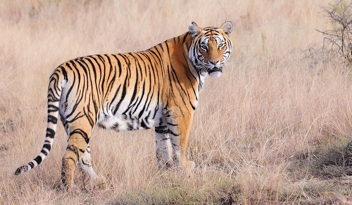 老虎的尾巴具体能起到作用?截掉的话,会对老虎产生哪些影响?