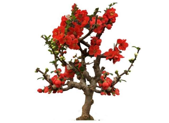 长寿冠海棠花量大且花期比较长,长寿冠海棠盆景如何养护?