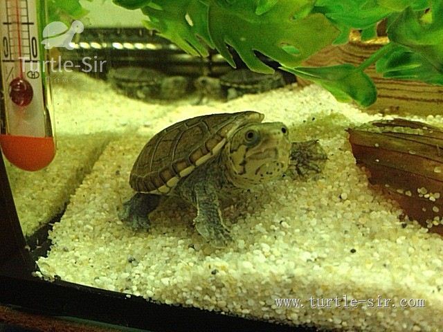 窄桥龟、窄桥蛋龟萌萌的外表下隐藏的竟是糙汉子的心