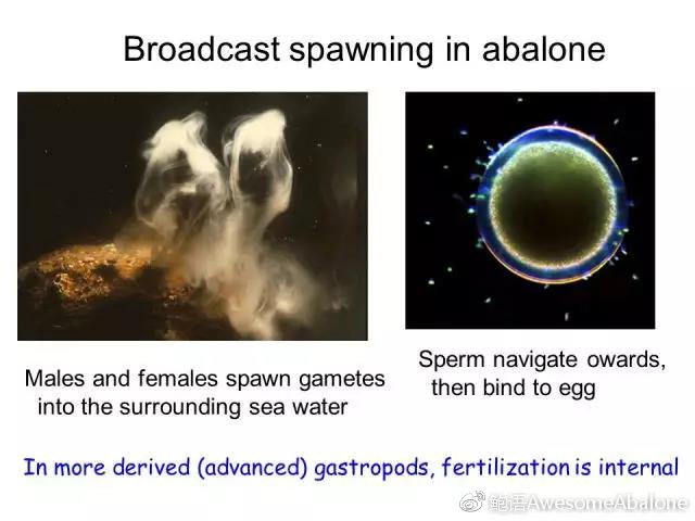 鲍鱼的“两性奥秘” 鲍鱼的“两性奥秘”
