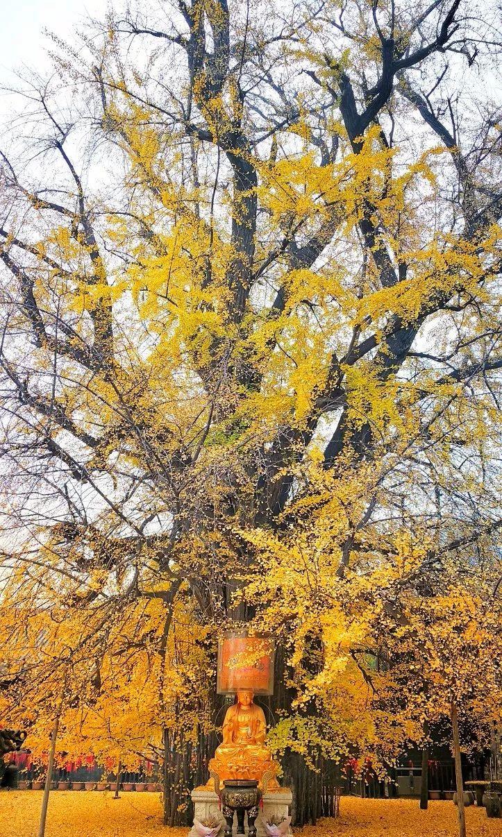 李世民栽了一棵银杏树，美了1400年