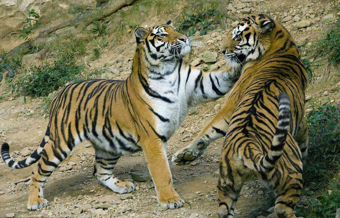 老虎打架有三招,狮子有两招,那就一定说明老虎比狮子厉害吗?