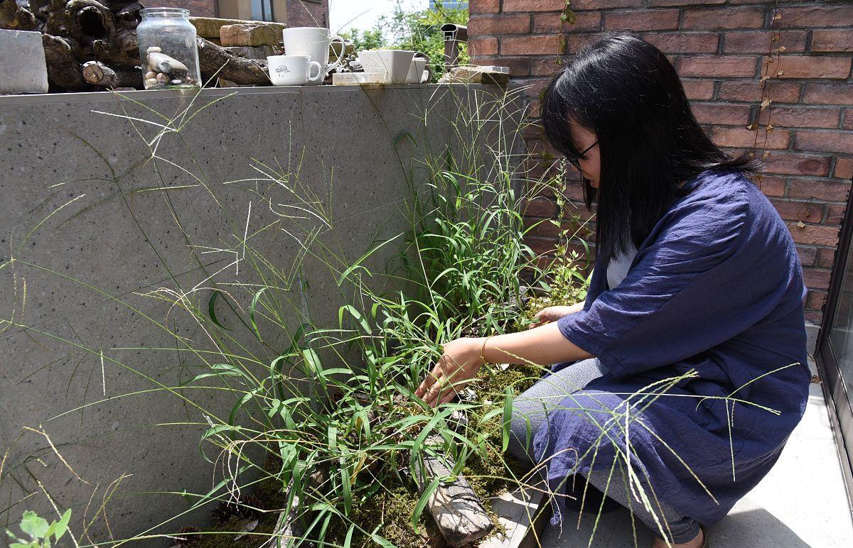 室内花卉植物为什么容易枯萎