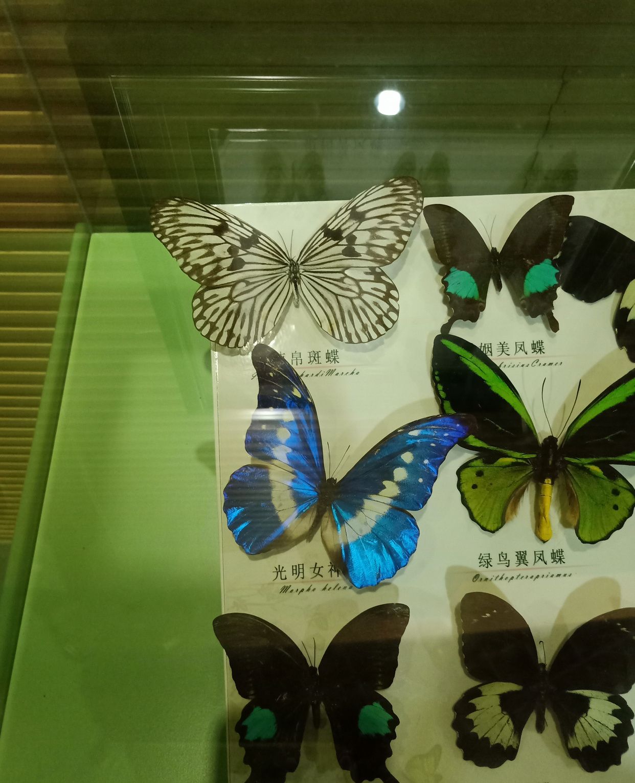 博物馆里面珍贵的蝴蝶标本