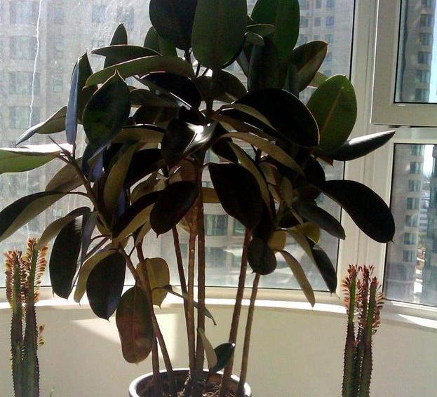 橡皮树老掉叶子，花店老板这么干，立刻枝繁叶茂，还开花