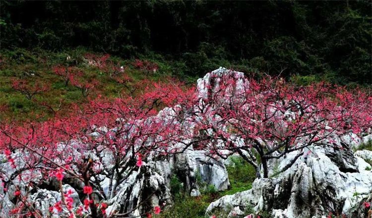 河南安阳 三九严寒桃花开桃花景色惹人醉