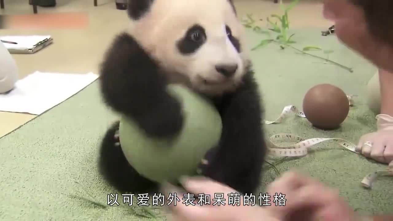 给熊猫擦身体，擦到一半时熊猫想跑，被奶妈一把抓住