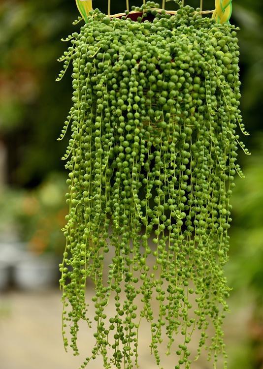 珍珠翡翠吊兰,这样养护,翡翠珠子爆满盆,滴溜溜的太可爱了