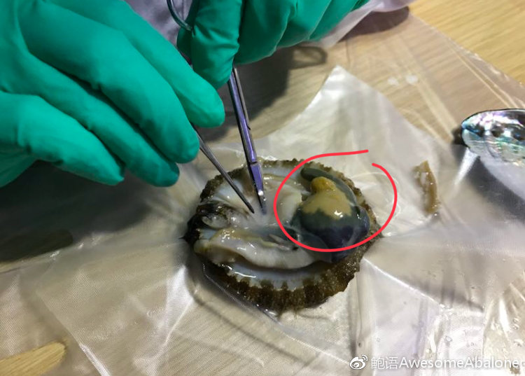 鲍鱼的“两性奥秘” 鲍鱼的“两性奥秘”