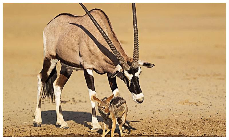 世界上最大的羊,非洲大羚羊,最重可达1吨左右