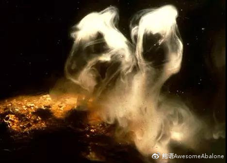 鲍鱼的“两性奥秘” 鲍鱼的“两性奥秘”