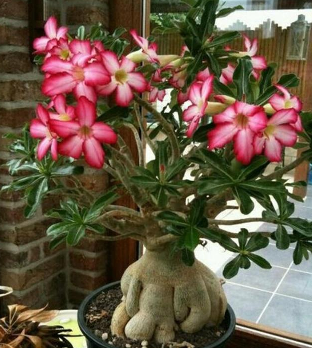 这些花卉勤快的人养一个月就死了,反而最适合懒人养,轻松爆盆