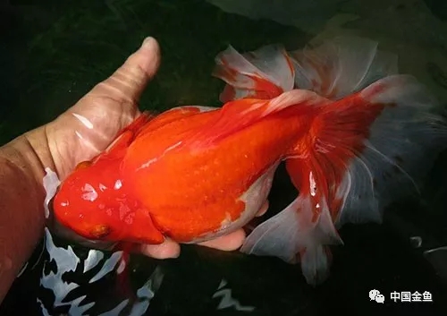 技术贴：养鱼如何培育硝化细菌~