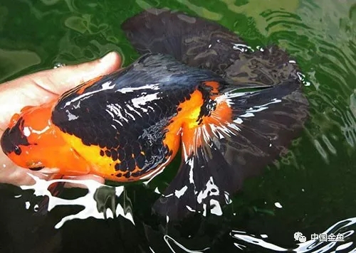 技术贴：养鱼如何培育硝化细菌~