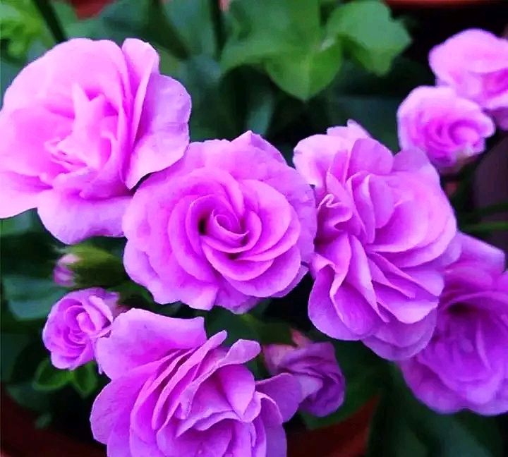 丽格海棠:海棠科花卉中颜值最高的一种,它的花朵华而不俗,高贵典雅