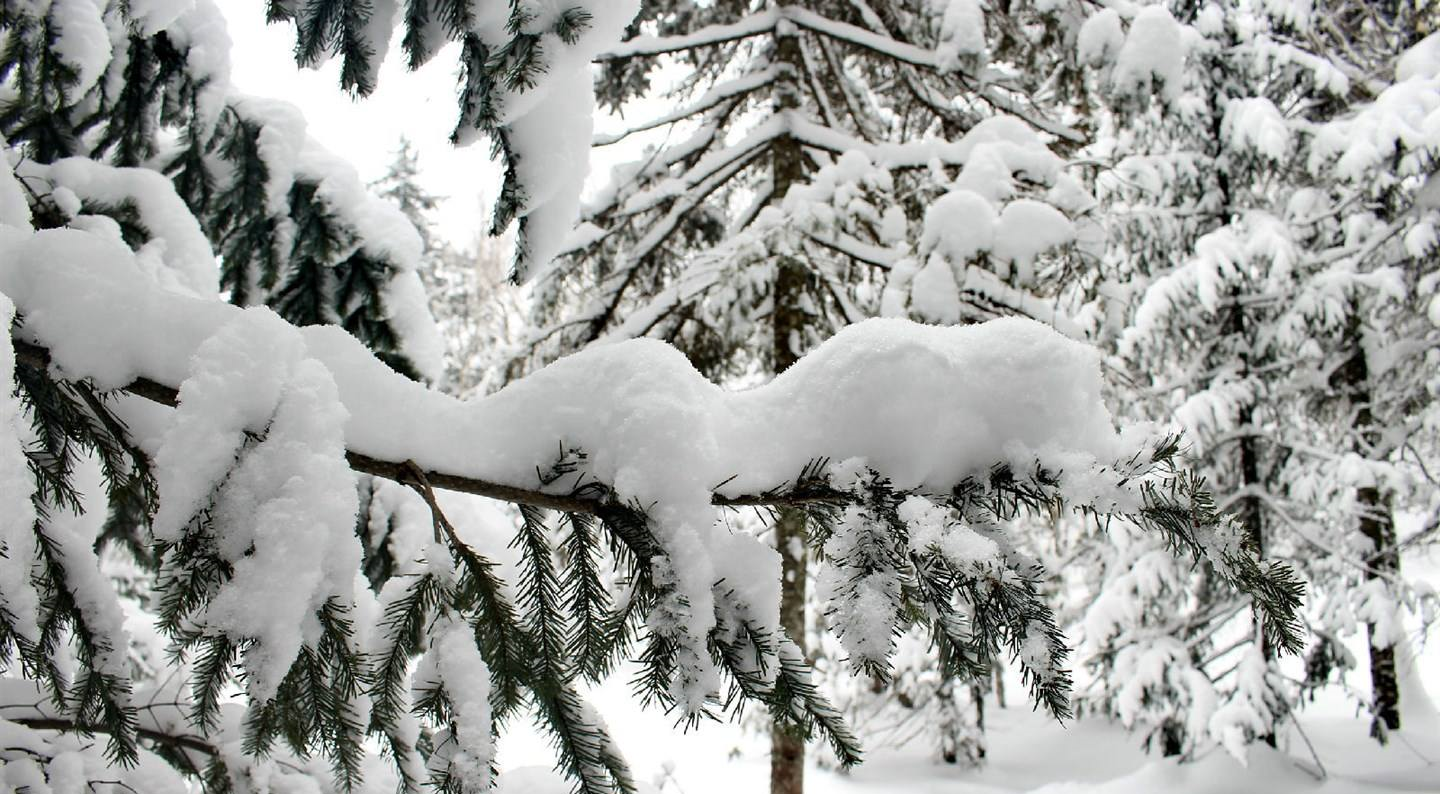 美丽的北国风光, 最适合看雪的哈尔滨美丽的雪景