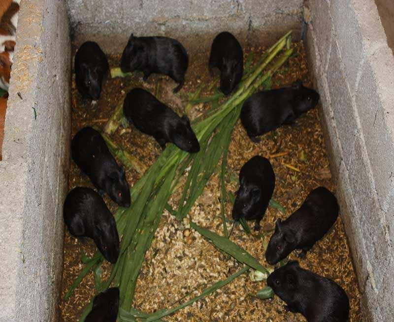 分娩妇女的滋补品,一只卖300元|中华黑豚 .