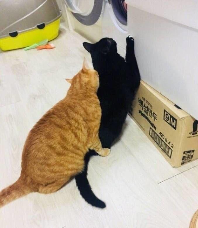 橘猫暴打奶牛猫, 在胖子的怒火下, 网友: 奶牛猫这表情就是该打!