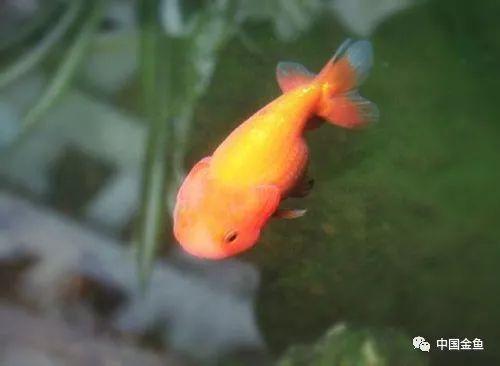 技术贴：养鱼如何培育硝化细菌~