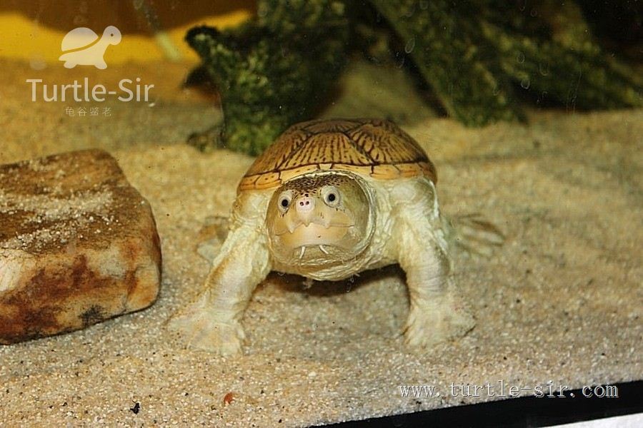 窄桥龟、窄桥蛋龟萌萌的外表下隐藏的竟是糙汉子的心