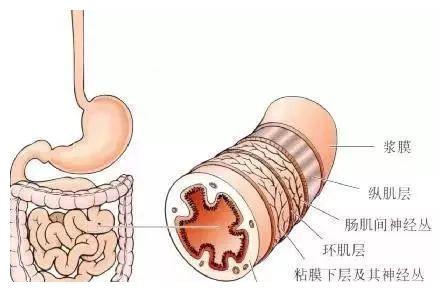 什么是超声内镜？哪些疾病需要做超声内镜？