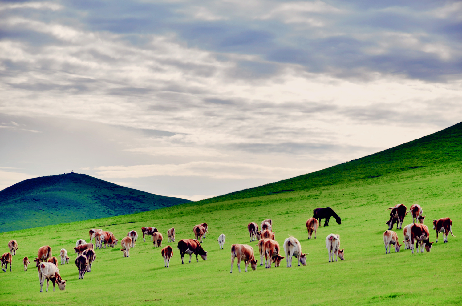 扎鲁特旗山地草原上的牛群羊群马群|扎鲁特旗|牛群|山地草原_新浪新闻