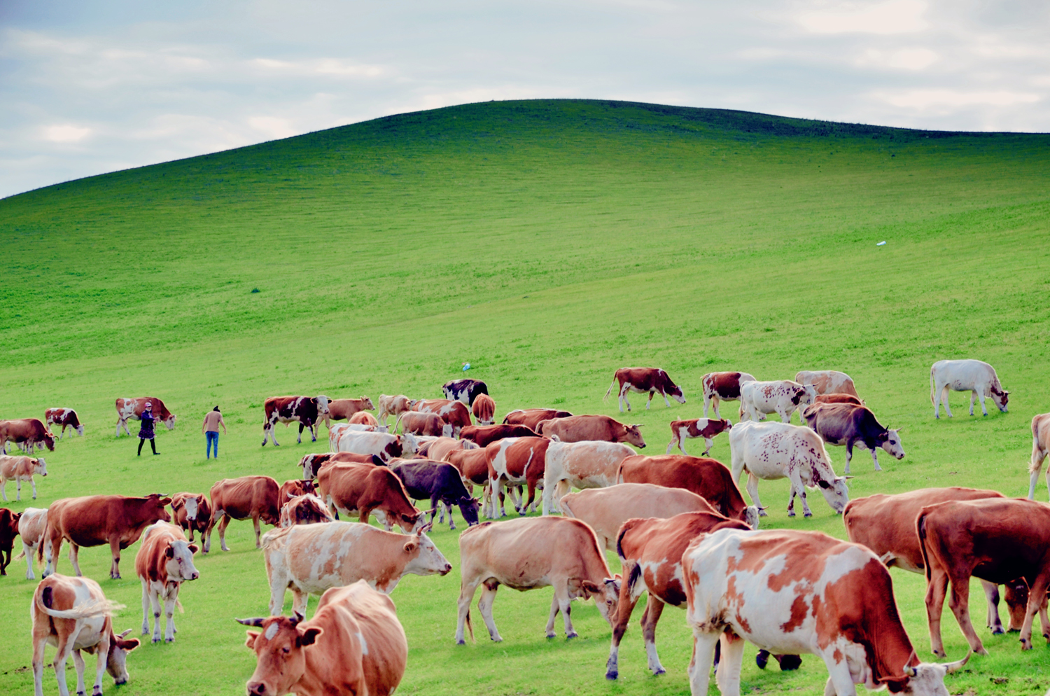 牛羊成群，扎鲁特旗山地草原，原创摄影|扎鲁特旗|山地草原|摄影_新浪新闻