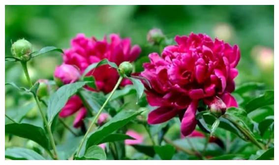 生肖猪,鸡,猴的人,年龄多大的时候,运势最好,财