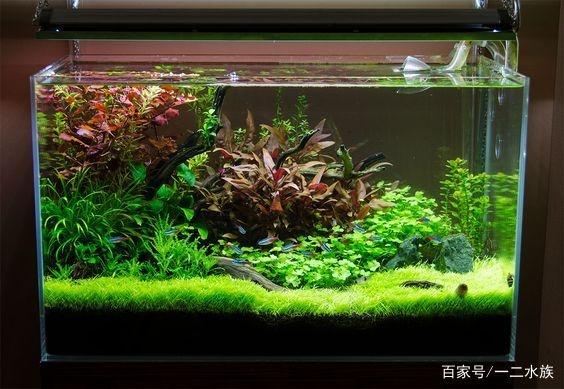 如何计算鱼缸能养几条鱼按照这个公式,让