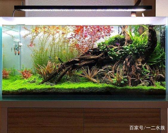 如何计算鱼缸能养几条鱼按照这个公式,让