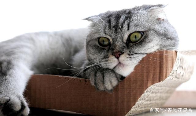 阿比西尼亚猫的来历，索马里猫的来历，你知道多少呢