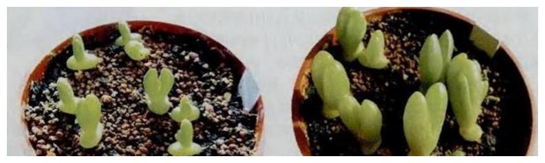 除了景天科，这三种番杏科兔子多肉也很受欢迎哦！养殖方法看下文