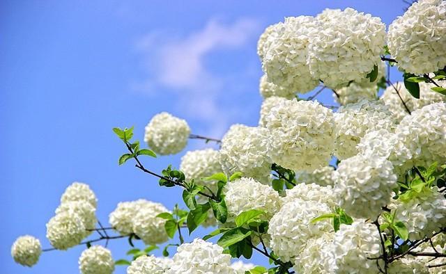长成大树的绣球花,好看又好养,零下30度冻不死,种庭院