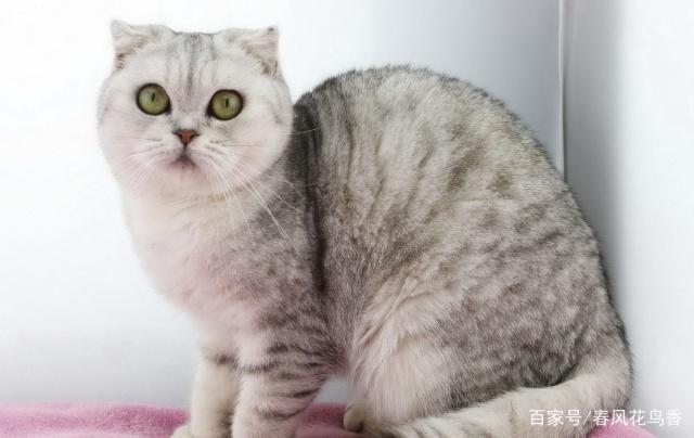 阿比西尼亚猫的来历，索马里猫的来历，你知道多少呢