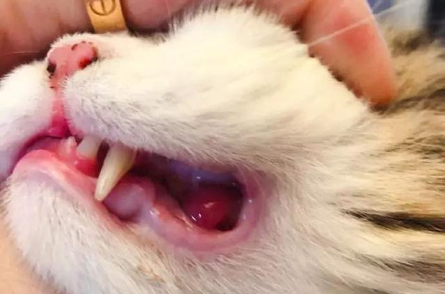 猫咪口炎易与牙周病混淆,正确分辨两者后,才能针对病情合理治疗