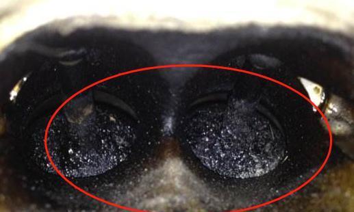 定速巡航跑高速除积碳？没用！汽修技师教你一招，降油耗车车管用