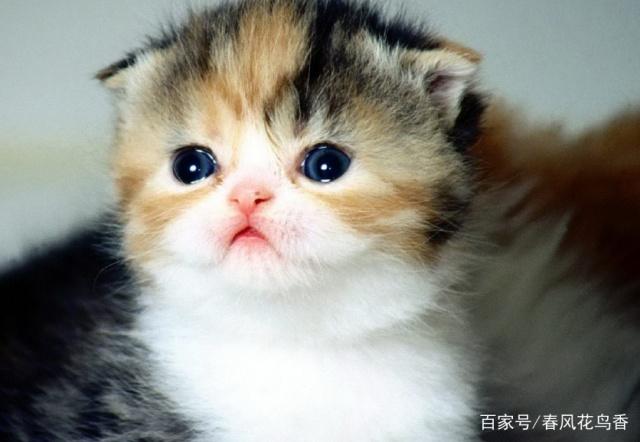 阿比西尼亚猫的来历，索马里猫的来历，你知道多少呢