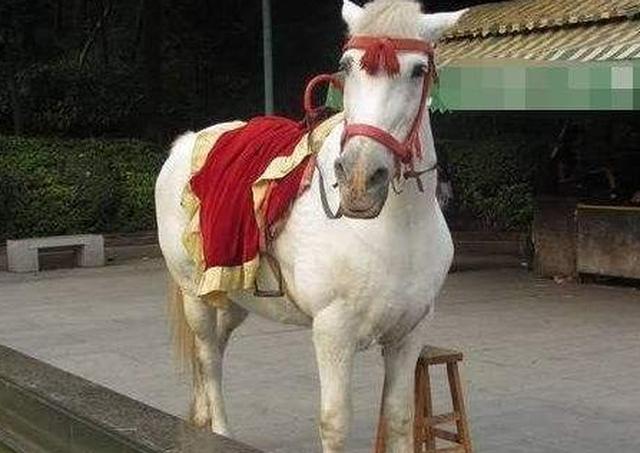 86版《西游记》拍完后,白龙马去了哪里?导演杨洁:令人