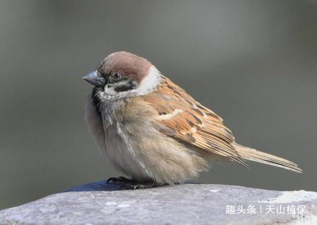 农村鸟类麻雀的养殖