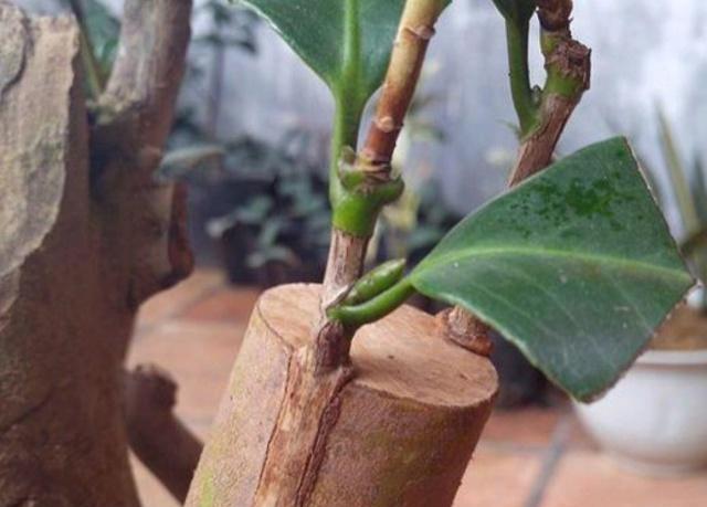 植物嫁接的原理是什么_植物嫁接的图片